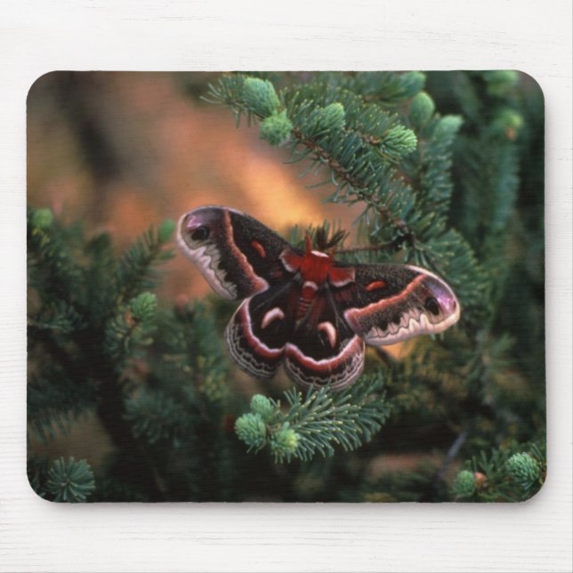 Cecropia Butterfly Mouse Pad (Front)