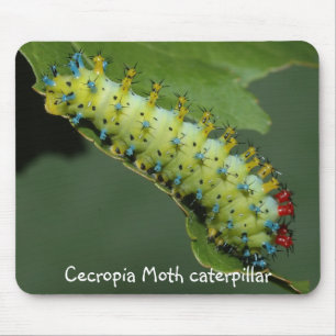 Cecropia Moth caterpillar Mouse Pad