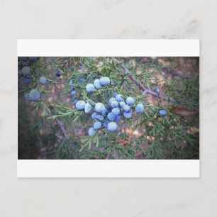 Cedar Berries Postcard
