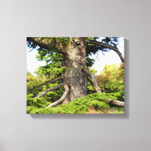Cedar-of-Lebanon Tree Canvas Print
