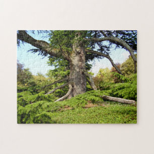 Cedar-of-Lebanon Tree Photo Puzzle with Gift Box