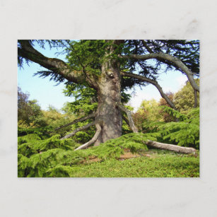 Cedar-of-Lebanon Tree Postcard