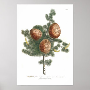 Cedar Poster