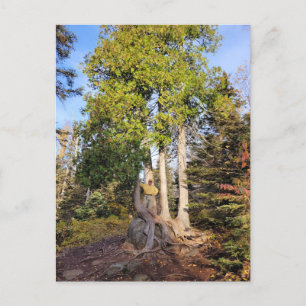 Cedar Throne Tettegouche Minnesota Postcard