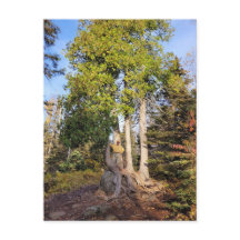 Cedar Throne Tettegouche Minnesota Postcard