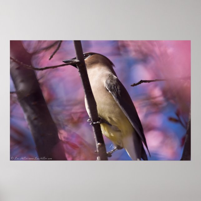 Cedar Waxing in the Cherry Blossoms Posters (Front)
