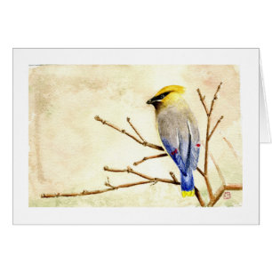 Cedar Waxwing