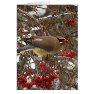 Cedar Waxwing