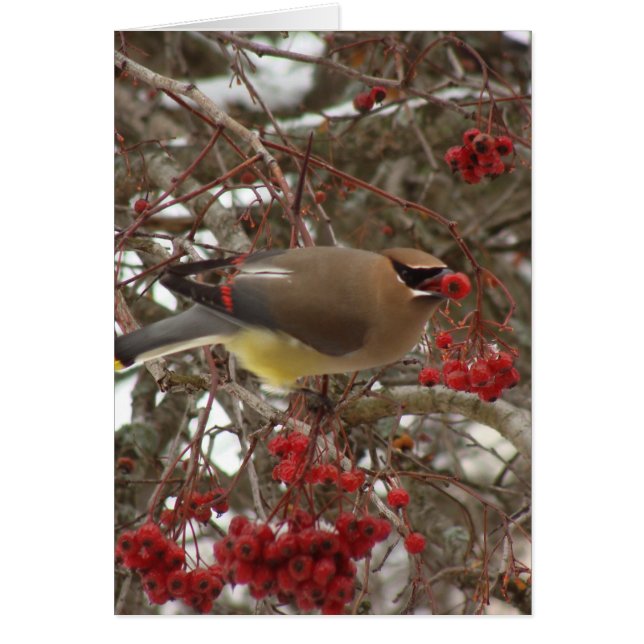 Cedar Waxwing (Front)