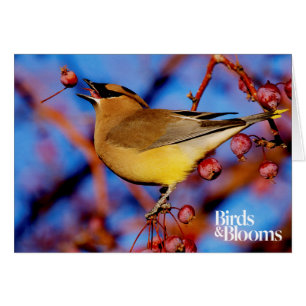 Cedar Waxwing