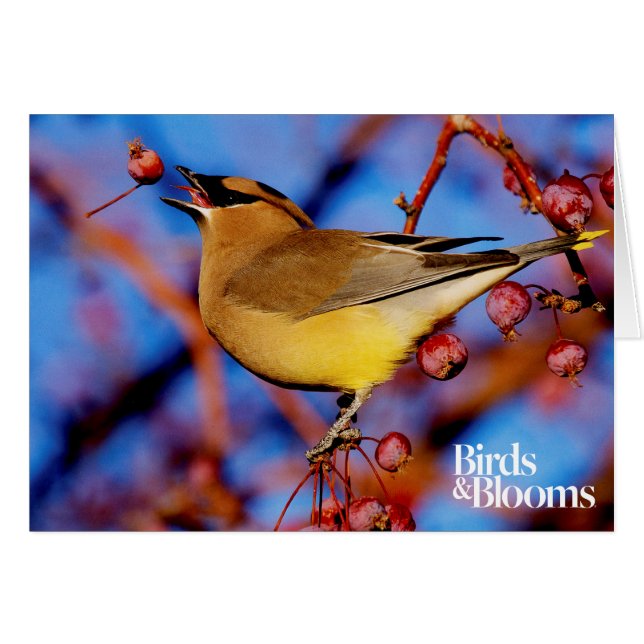 Cedar Waxwing (Front Horizontal)