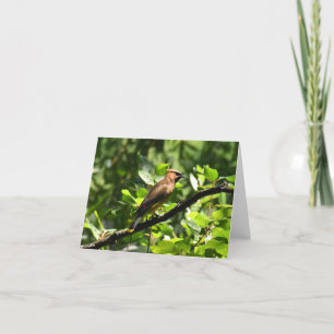 Cedar Waxwing #1 - Blank Note Card