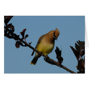 Cedar Waxwing 2