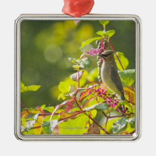 Cedar Waxwing  And Poke Berries On A Tree Metal Tree Decoration