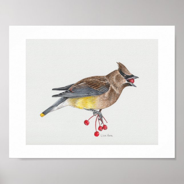 Cedar Waxwing Art Print (Front)