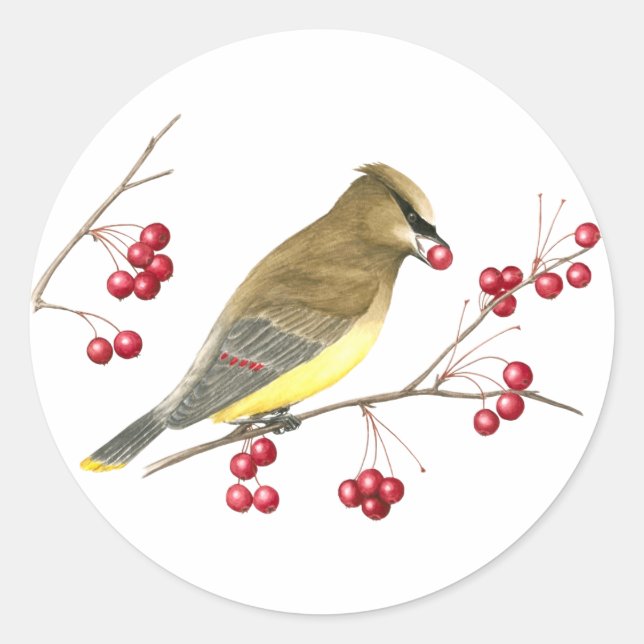 Cedar Waxwing Bird Art Sticker (Front)