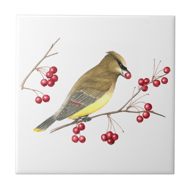 Cedar Waxwing Bird Art Tile (Front)