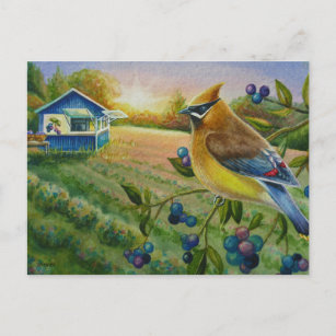 Cedar Waxwing Bird Blueberry Farm Watercolor Art Postcard