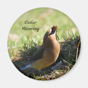 Cedar Waxwing bird Magnet