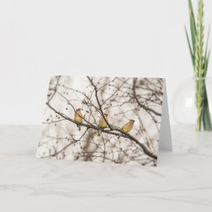 Cedar Waxwing Bird Note Card