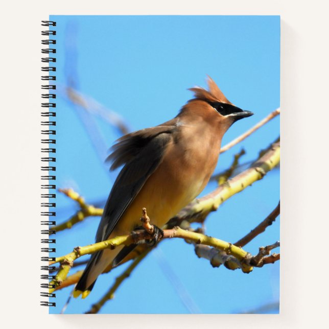 Cedar Waxwing Bird Notebook (Front)