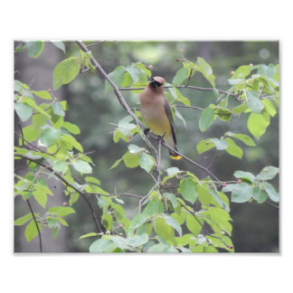 Cedar Waxwing Bird Photo Print