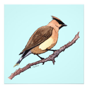 cedar waxwing bird photo print