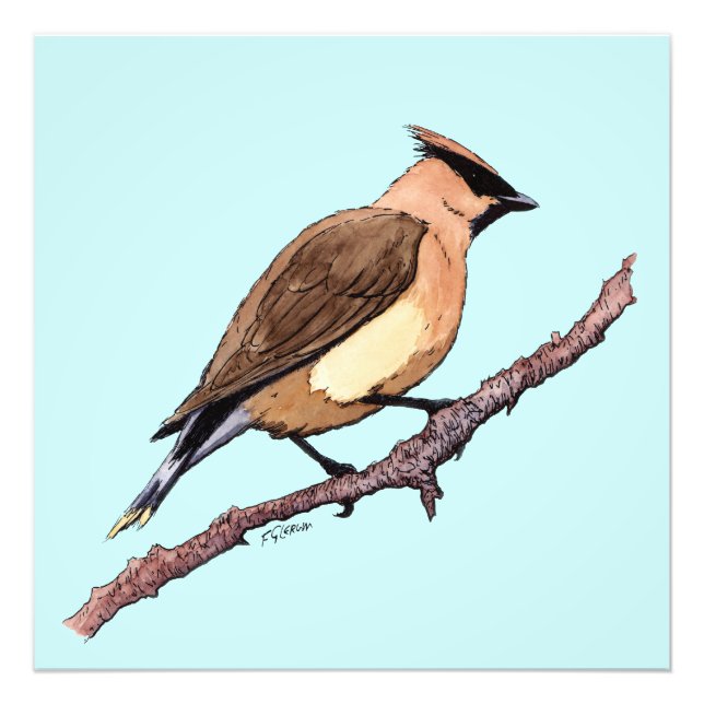 cedar waxwing bird photo print (Front)