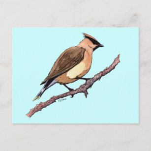 cedar waxwing bird postcard
