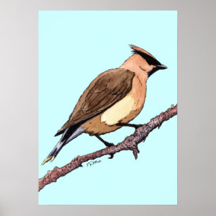 cedar waxwing bird poster