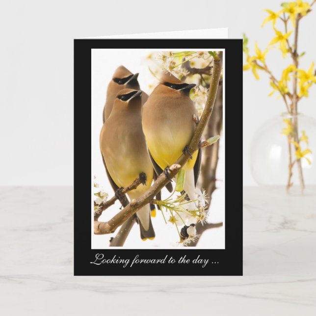 Cedar Waxwing Birds Get Well Card (Yellow Flower)