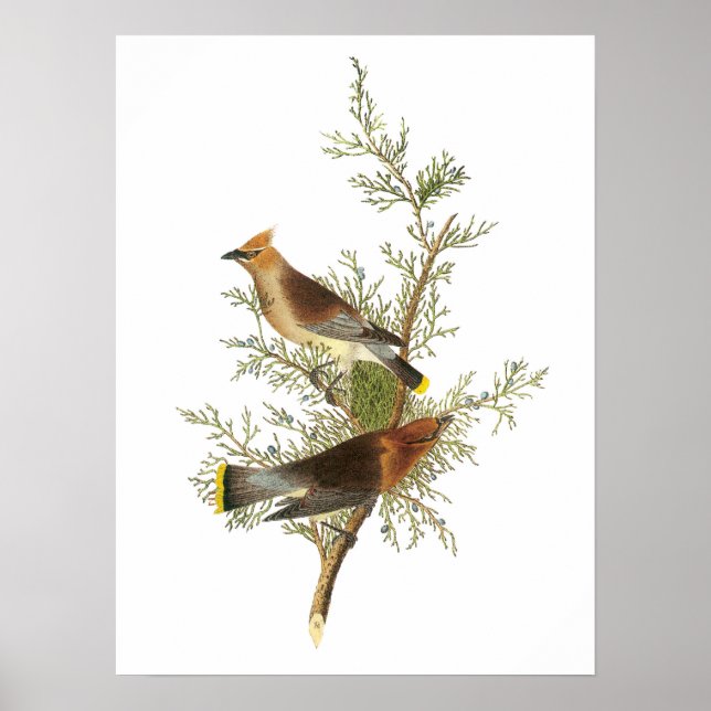 Cedar Waxwing by Audubon Poster (Front)