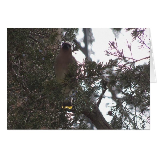 Cedar Waxwing Delight (Front Horizontal)