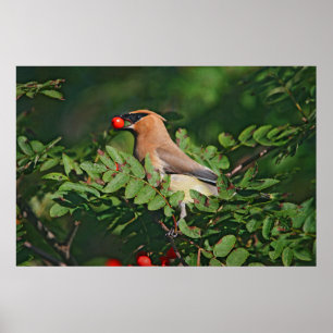 Cedar Waxwing Eating Mountain Ash Berry Poster