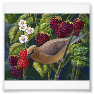 Cedar Waxwing in Raspberries photo print