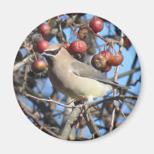Cedar Waxwing Magnet