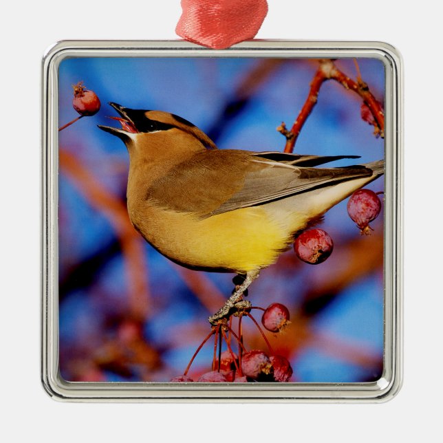 Cedar Waxwing Metal Tree Decoration (Front)