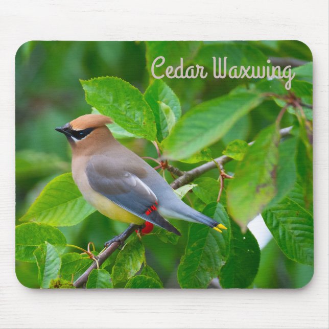 Cedar Waxwing Mouse Pad (Front)