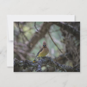 Cedar Waxwing on a branch Postcard