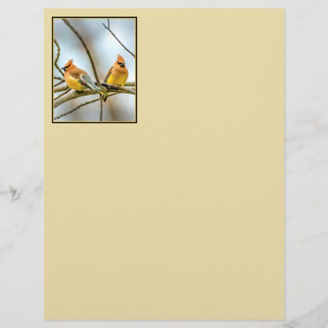 Cedar Waxwing - Original Photograph (Front)