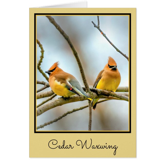 Cedar Waxwing - Original Photograph (Front)