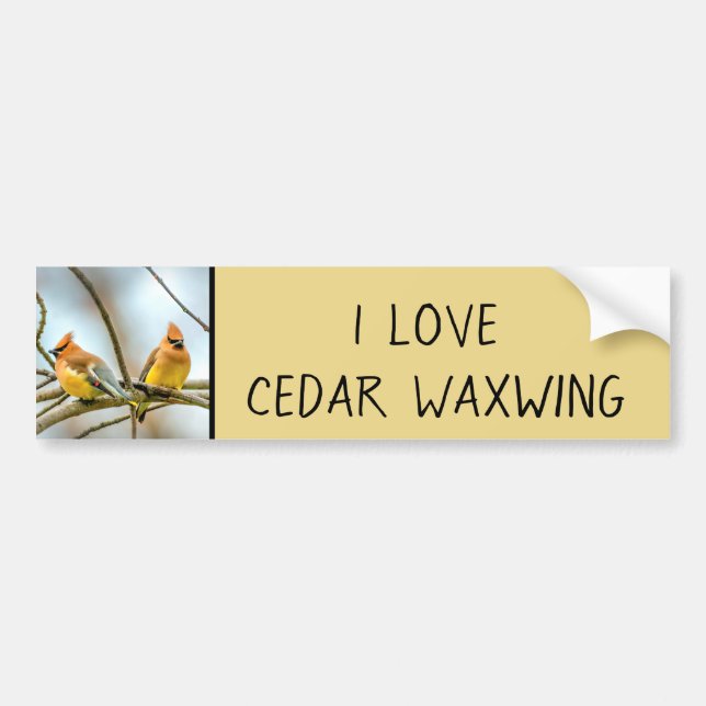 Cedar Waxwing - Original Photograph Bumper Sticker (Front)