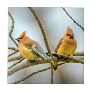 Cedar Waxwing - Original Photograph Ceramic Tile
