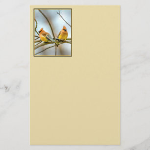 Cedar Waxwing - Original Photograph Stationery