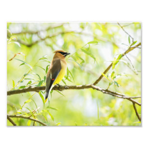 Cedar Waxwing Photo Print