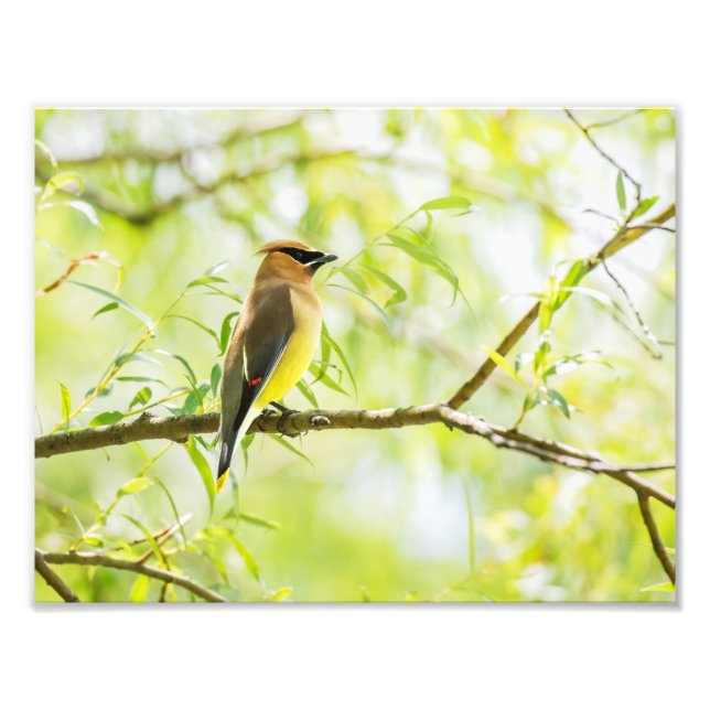 Cedar Waxwing Photo Print (Front)