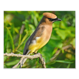 Cedar Waxwing Photo Print
