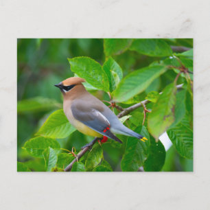 Cedar Waxwing Postcard