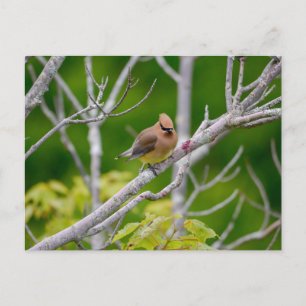 cedar waxwing postcard