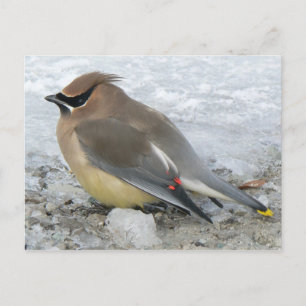Cedar Waxwing Postcard